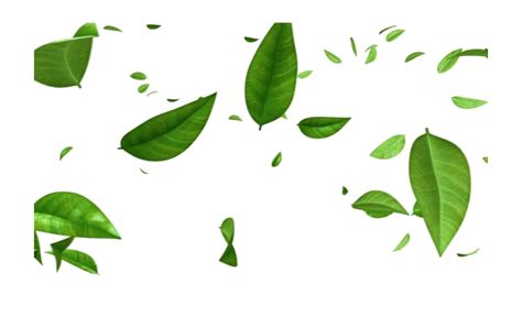 leaf png|leaf png for editing.